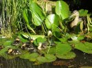 duck with her brood 3.jpg duck with her brood 3.jpg