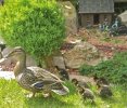ducks walk the line 2.jpg ducks walk the line 2.jpg