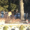 Buck in yard.jpg