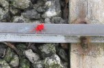 red spider.JPG red spider.JPG