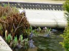 frogs-web.jpg