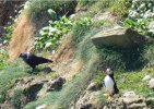 puffin-and-jackdaw.jpg