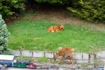 deer (Small).jpg