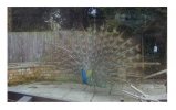 Male Peacock.jpg