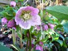 Hellebore.JPG