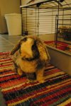 IMG-20161211-WA0000.jpg IMG-20161211-WA0000.jpg
