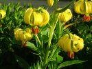 DSCF4133.JPG