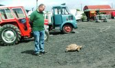 04.06.17. - Knockranny Horse Show - Tortoise.JPG