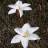 zephyranthes